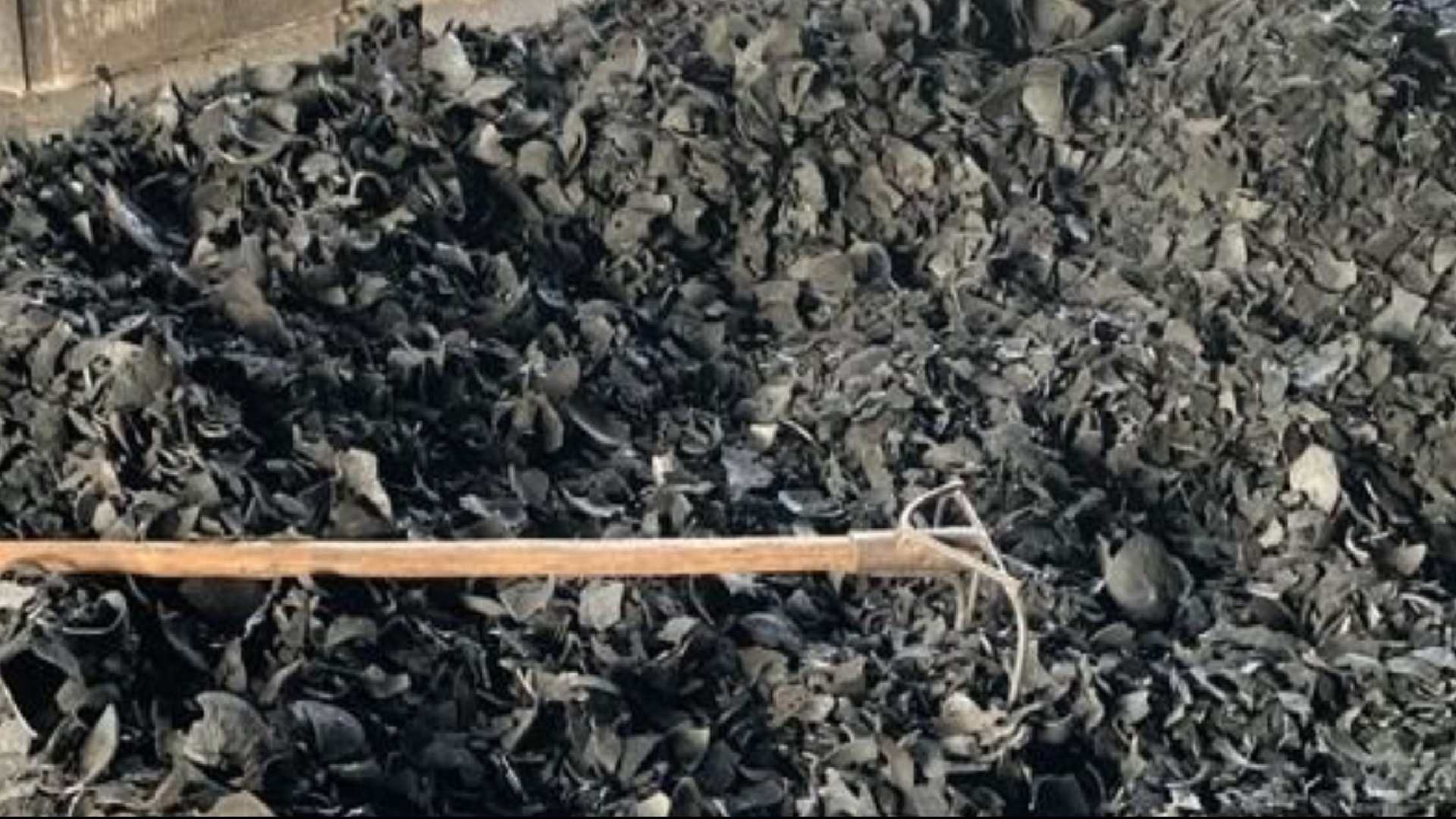 Coconut Shell Charcoal